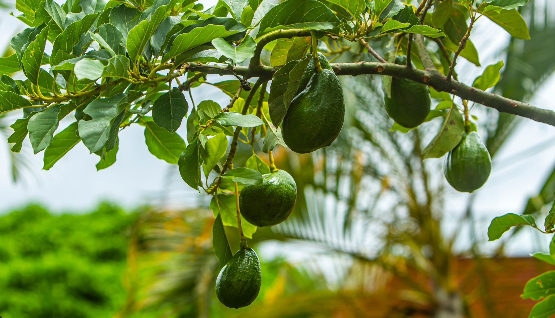 L’avocatier : cette variété qui vaut de l'or